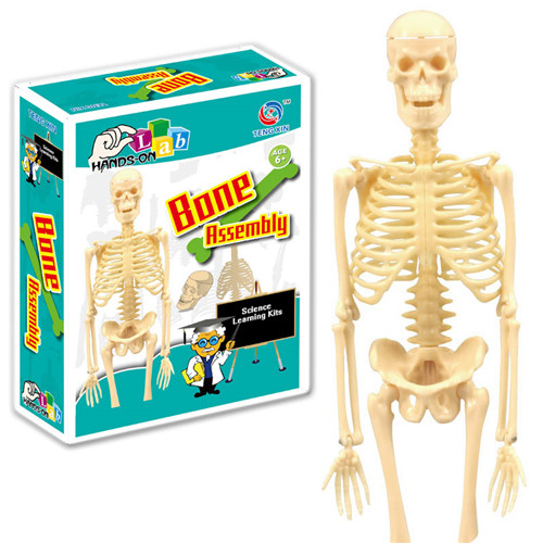 Human Body Bone Assembly Kit